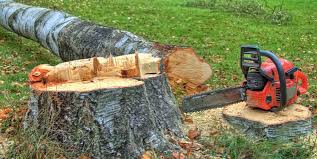 Best Firewood Processing and Delivery  in Spring Hill, FL